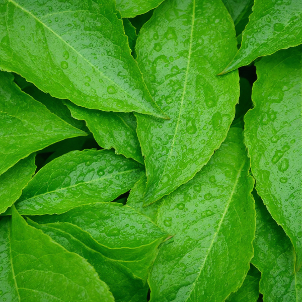 Bitter Leaf