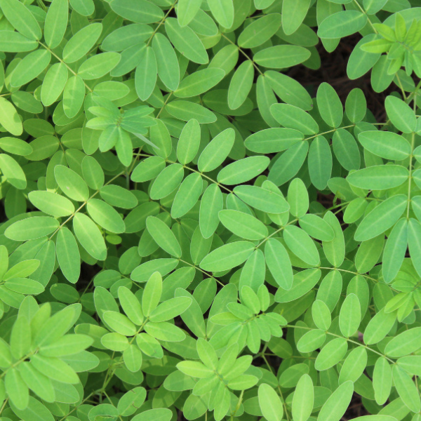 Moringa Leaf