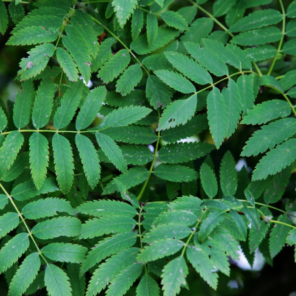 Neem Leaf